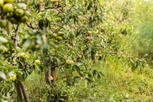 a bunch of apples on a tree in an orchard at ODELYA - Stadthotel im Park in Basel