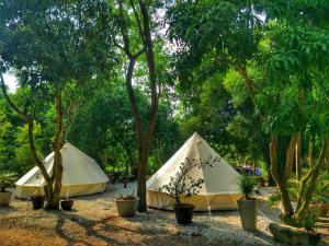 dwa namioty są ustawione w środku drzew w obiekcie Baan Rai Pu Fa w mieście Sattahip
