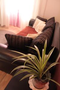 a couch with pillows and a plant on a table at Yasmine Flat in Budapest