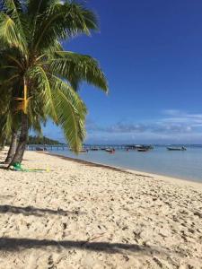 uma palmeira numa praia arenosa com o oceano em MOOREA - Fare Taina Dream em Hauru