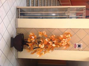 a bunch of orange flowers on a shelf at Plaza Jardin in Tequila