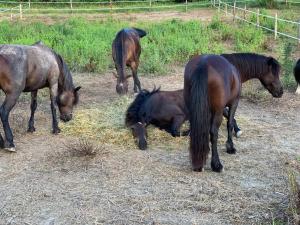 Afbeelding uit fotogalerij van Tenuta I Ginepri in Ozzano dell Emilia