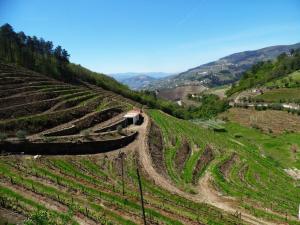 Photo de la galerie de l'établissement Quinta da Ribeira, à Peso da Régua