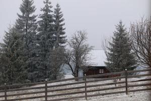 Csengettyűvirág during the winter