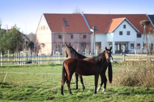 dwa konie stojące na polu trawy w obiekcie Stajnia Lipnik Apartments w Kadynach