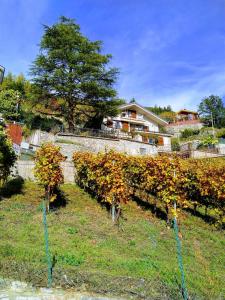 Une rangée d'arbres dans un champ à côté d'une maison dans l'établissement Appartamenti Bioula CIR Aosta n 0247, à Aoste