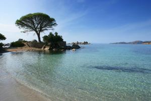 a beach with a tree in the middle of the water at Golden Tulip Porto-Vecchio in Porto-Vecchio