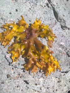 auddle of yellow paint on aphaltphaltphaltphaltphaltphalt at Arcamyrtus in Alghero