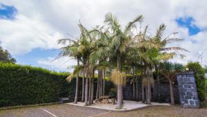 a group of palm trees in a courtyard at Quinta do Torcaz in Horta