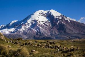 una manada de animales pastando frente a una montaña cubierta de nieve en Casa de Mármol en Riobamba