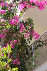 A garden outside AÇELYA OTEL