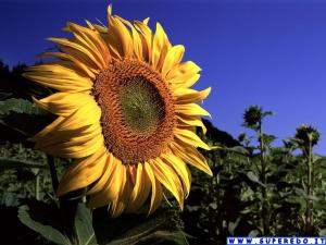 un grande girasole giallo in piedi in un campo di Marco Polo B&B a Barletta