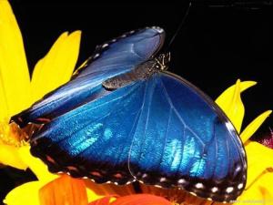 una farfalla blu seduta sopra un fiore giallo di Marco Polo B&B a Barletta