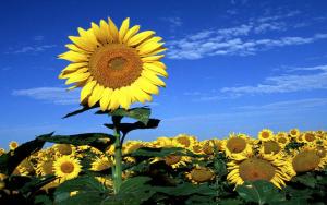 een grote gele zonnebloem in een veld van zonnebloemen bij Marco Polo B&B in Barletta