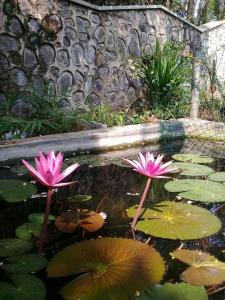 two pink water lilies and lily pads in a pond at Hotel Paradiso, in Unawatuna