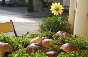 Vonkajšia záhrada v ubytovaní Ferien am Talhof