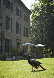 un paon debout dans l'herbe devant un bâtiment dans l'établissement Chambres d'hôtes du Domaine de Bonnery, à Caucalières