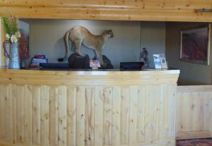 un lince parado sobre un mostrador en Bryce Canyon Resort, en Bryce Canyon