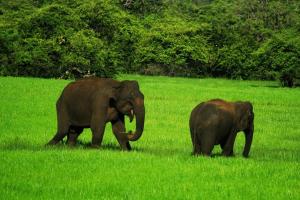 Foto dalla galleria di Yala Leopard Mobile Camp a Yala