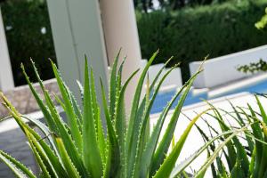 Zahrada ubytování Villa Aurea