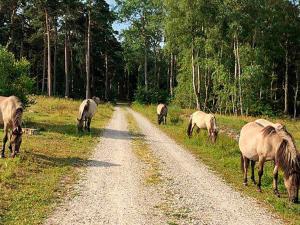 a group of horses grazing on the side of a dirt road at 5 person holiday home in V ggerl se in Marielyst