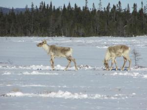 deux animaux traversant un champ enneigé dans l'établissement Holiday Inn Express Deer Lake, an IHG Hotel, à Deer Lake