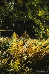 a green plant in front of a park bench at The Fern Lodge in Chestertown