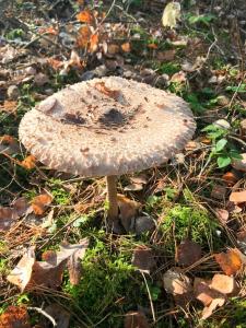 Zdjęcie z galerii obiektu Sosnowy domek w rezerwacie nad Narwią w mieście Bokiny