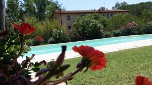 un jardín con flores rojas y una piscina en Agriturismo Lupo Vecchio, en Grosseto