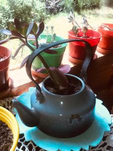 una planta en una olla sobre una mesa con macetas en Cabaña de Montaña en San Carlos de Bariloche