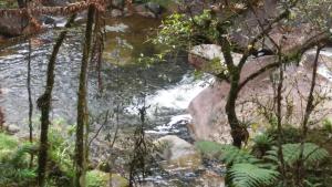 a stream in the middle of a forest at Cabanas da Fazenda in Visconde De Maua