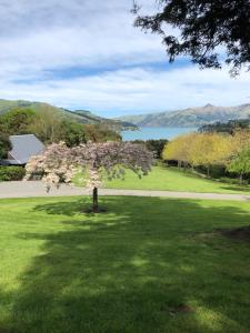 a tree in the middle of a lawn with a lake at Cherrywood Cottage in Akaroa