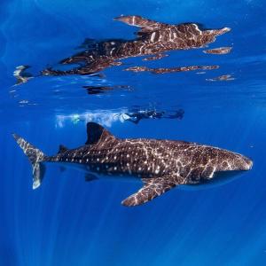 a group of whale sharks swimming in the ocean at Ningaloo Lodge Exmouth in Exmouth