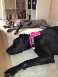 a black dog laying on the floor next to two other dogs at Watchet Cottage in Watchet