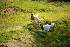 Altri animali domestici presso l'agriturismo o nei dintorni