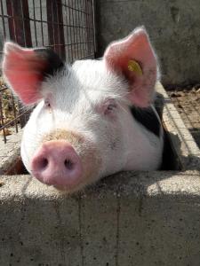 un cerdo sacando su cabeza de una valla en Kerndlerhof, en Ybbs an der Donau
