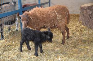 イップス・アン・デア・ドナウにあるKerndlerhofの成羊の横に立つ赤ん坊羊