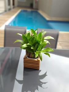 Bazén v ubytování Serrano Hotel nebo v jeho okolí