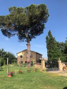 a tree in the grass in front of a house at Podere Telesforo in Acquapendente