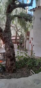 a tree in front of a building with trees at La Casa de Violeta in Tilcara