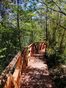 un puente de madera en medio de un bosque en Parque Amavida, en Malalcahuello