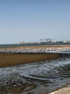 una bandada de aves de pie en la playa en Elilo Bed and breakfast en Walvis Bay