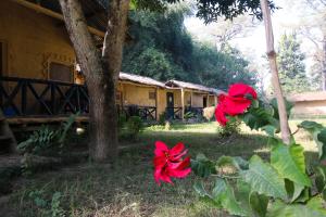 A garden outside Wild Planet Eco Retreat