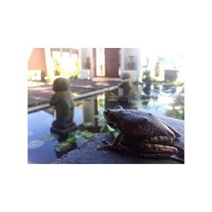 a frog sitting on a table next to a pond at Thanya Beach Resort - SHA Plus in Ko Ngai