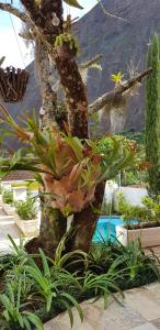 un árbol con un montón de plantas al lado de una piscina en Chalé Rosa do Vale en Petrópolis