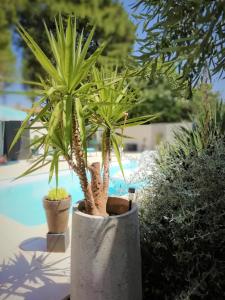 een palmboom in een betonnen plant naast een zwembad bij Majopau in Boujan-sur-Libron