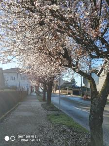 a tree with white flowers on a street at Hospedaje Puerto Varas in Puerto Varas