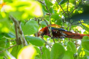 Zvířata v prázdninového domu nebo okolí