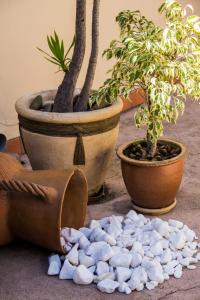 a group of potted plants and rocks on the ground at Casa Mia Guesthouse in Table View