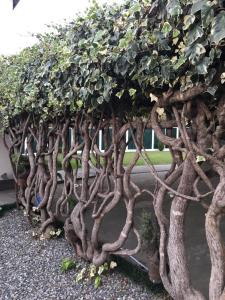 Afbeelding uit fotogalerij van Green Garden in Zugdidi +36 foto's